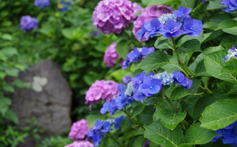 小田原城の夏の花